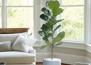 Các loại cây cảnh dễ trồng phù hợp trang trí trong nhà và văn phòng